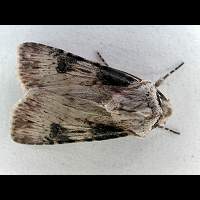 photograph of Agrotis puta male