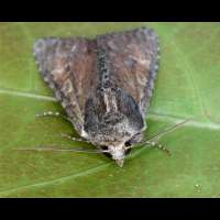 photograph of Clouded-bordered Brindle