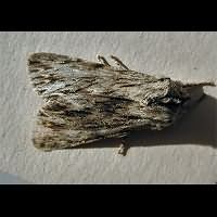 picture of the Sprawler