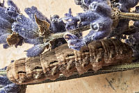 photograph of Noctua pronuba, caterpillar