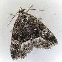 photograph of Marbled White Spot