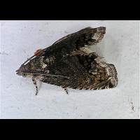 picture of Acorn Moth