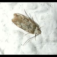 picture Whiteshouldered House Moth