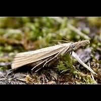 picture Common Grass Moth