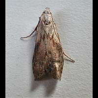 picture Bee Moth