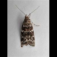 picture Spruce Coneworm Moth