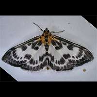 picture Small Magpie Moth