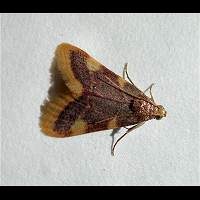 Photograph of a Pyralid Moth