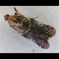 picture Trachycera suavella