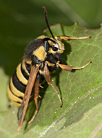 foto van Hoornaarvlinder, Sesia apiformis