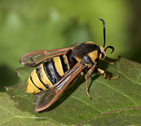 foto van hoornaarvlinder sesia apiformis