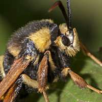picture of Hornet Moth, Sesia apiformis