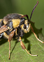 foto van Hoornaarvlinder, Sesia apiformis