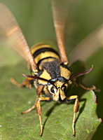 picture of Hornet Moth, Sesia apiformis