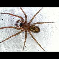a House Spider