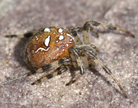 photograph of Araneus quadratus