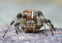 photo of the Four-spot orb weaver