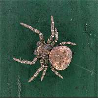 Leaflitter Crab Spider