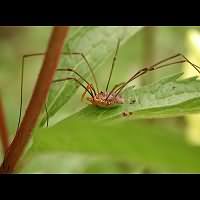 photograph of Phalangium opilio