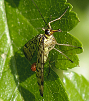 photo of Common Scorpionfly, Panorpa communis