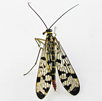 photo of Scorpionfly, Panorpa germanica