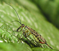 photo of Scorpionfly, Panorpa germanica
