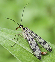 photo of Scorpionfly, Panorpa vulgaris