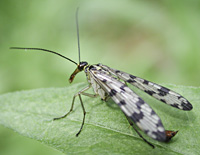 photo of Scorpionfly, Panorpa vulgaris