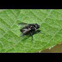 foto van een pissebedvlieg
