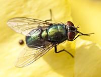 picture of Greenbottle, Lucilia sp.