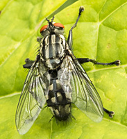 picture of Grey Fleshfly, Sarcophaga sp.