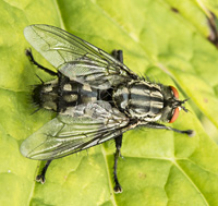 picture of Grey Fleshfly, Sarcophaga sp.