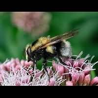 picture Garden Bumblebee