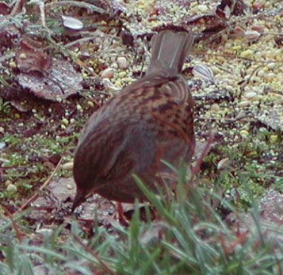 Dunnock Bird