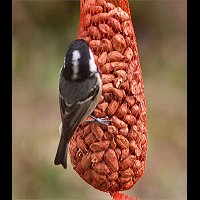 Periparus ater