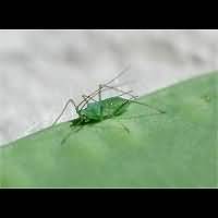 Photograph of a Aphid