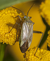 photograph of the Lucerne Bug, Adelphocoris lineolatus