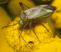 photograph of the Alfalfa Plant Bug, Adelphocoris lineolatus
