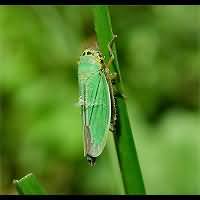 Foto van een cicade