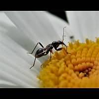 picture Ant Damsel Bug