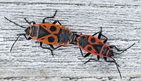 Photo of Firebug attached in copulation