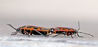 Photo of Firebug attached in copulation
