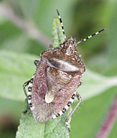 picture of Hairy Bug