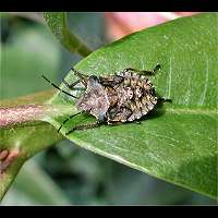picture Gorse Shieldbug