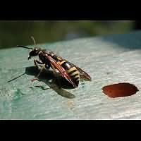 picture Mason Wasp