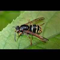 picture Median Wasp