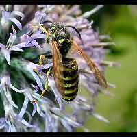 picture Saxon Wasp