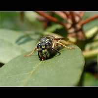 picture Saxon Wasp