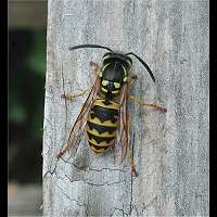 picture German Wasp