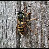 Photograph of a Yellow Jacket